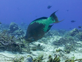 Rainbow Parrotfish IMG 4712